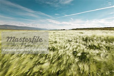 Landscape of a beautiful wheatfield blowing in the summer wind - motion blurred