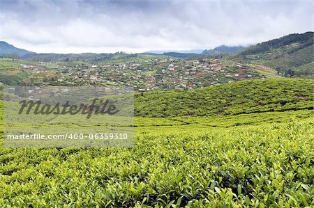 The countryside with tea plants and vegetable gardens