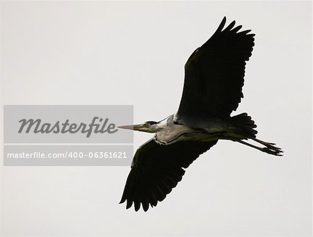 Close up of a Heron in flight
