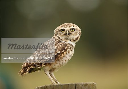 Close up of a Burrowing Owl