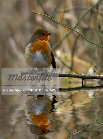 Robin perched on a branch with reflection in water.