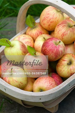 freshly harvested apples gathered in a wooden trug