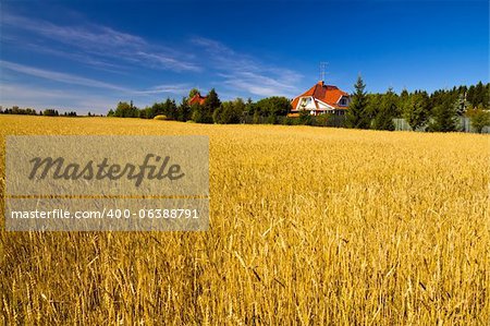 Field of golden wheat under blue sky
