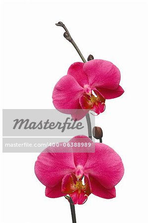 Beautiful red orchid branch isolated on white