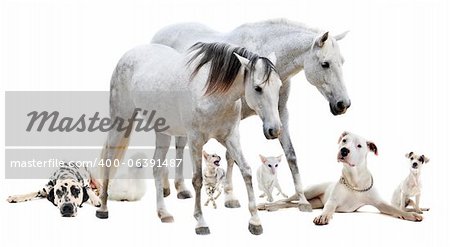 group of white pet in front of white background