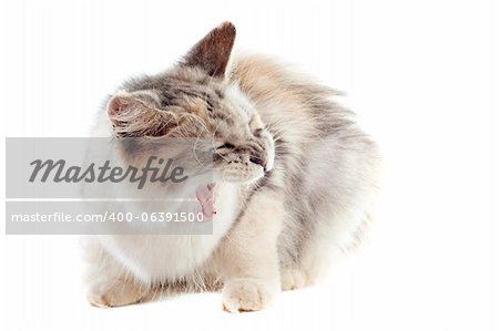 portrait of an aggressive  maine coon cat on a white background