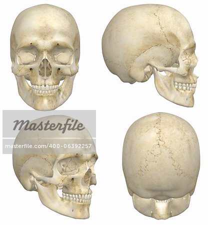 A illustration containing four views, front, side, rear, and angled front, of a human skull. Isolated on a solid white background. Very educational and detailed.