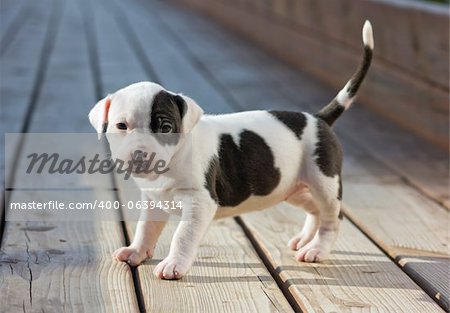 American Staffordshire terrier puppy on wooden boards