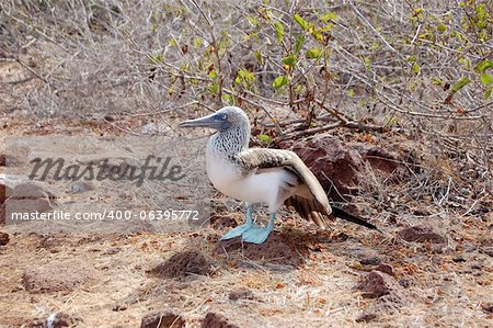 Blue-footed booby standing on volcanic rock in the Galapagos Islands