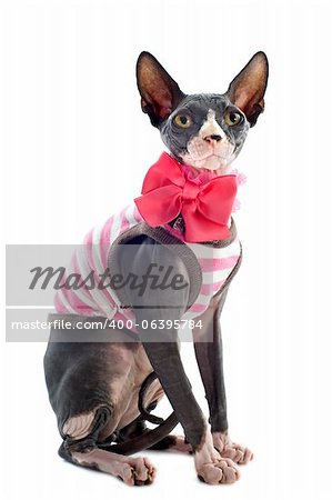 beautiful dressed  sphynx cat in front of white background