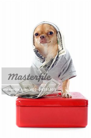 portrait of a cute purebred  chihuahua dressed with dollars in front of white background