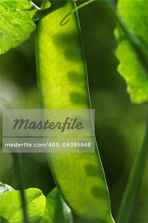 Young ecologic green pea growing in a backyard.