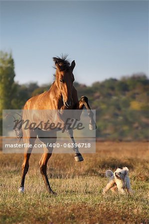 Young bay Akhal-Teke horse play with a poodle