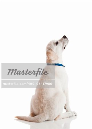 Beautiful labrador retriever cream puppy isolated on white background wearing a blue dog-collar