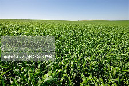 Green Field in Israel, Spring