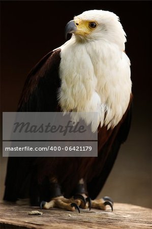 Portrait of a Fish Eagle perched on a log