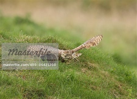 Close up of a Burrowing Owl in flight
