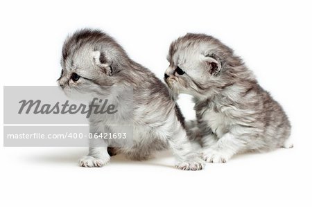 Two British breed kittens is isolated on white background.
