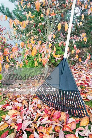 Raking Fall Leaves in Garden in Autumn Season Vertical