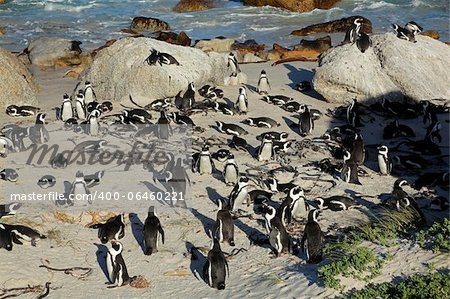 Breeding colony of African penguins (Spheniscus demersus), Western Cape, South Africa