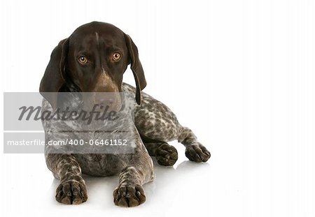 hunting dog - german shorthaired pointer laying down isolated on white background