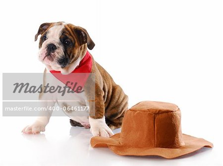 adorable english bulldog puppy wearing red bandanna sitting beside cowboy hat with reflection on white background