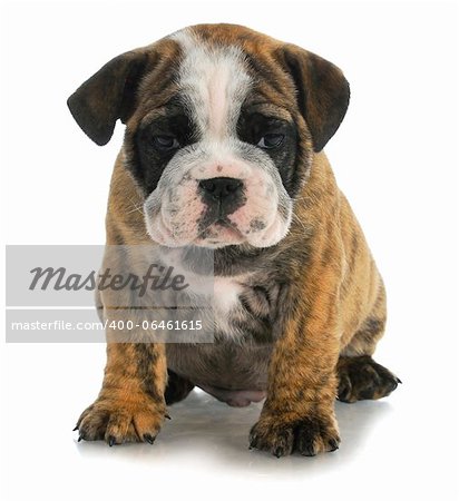 cute puppy - bulldog sitting on white background - 8 weeks old