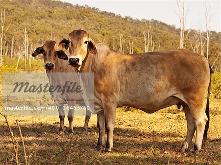 Two brahman zebu cows in Australian beef cattle country on ranch