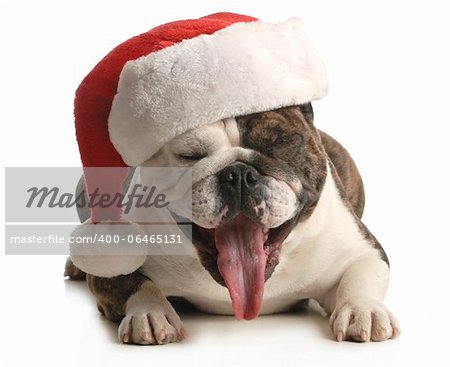 santa dog - english bulldog with cute expression wearing santa hat on white background