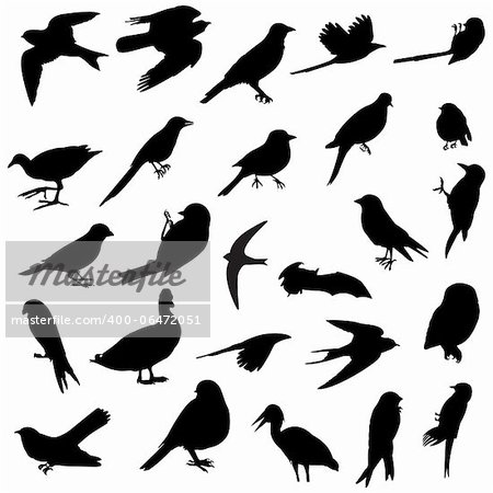26 silhouettes of several birds races
