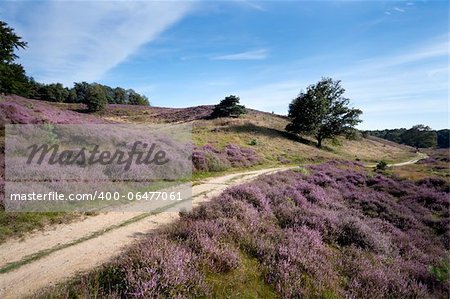 path way between hills covered with blossoming heather