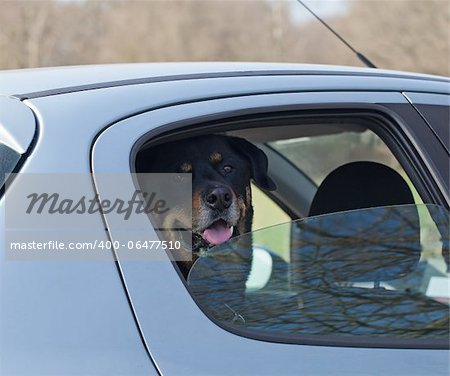 Large dog in car with window open for ventilation