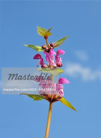 Spotted Deadnettle (Lamium maculatum)