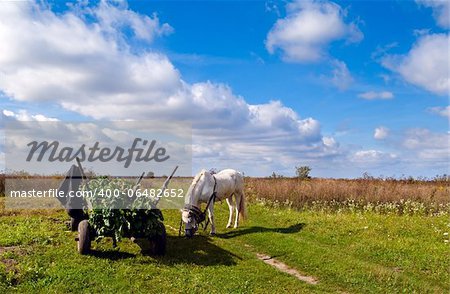 working horse and cart on the sunny autumn field