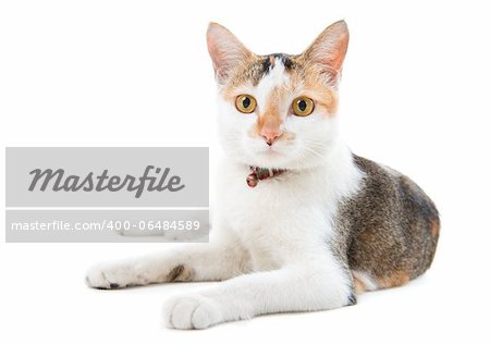 Portrait Malaysian short haired cat sitting on white background