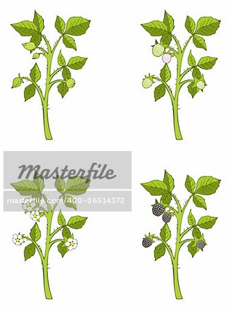 Four phases of blackberry sprout growth, vector illustration