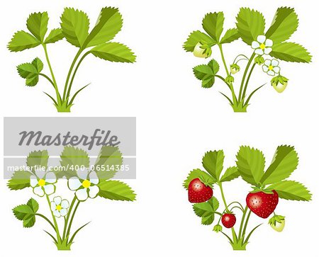 Four phases of strawberry sprout growth, vector illustration
