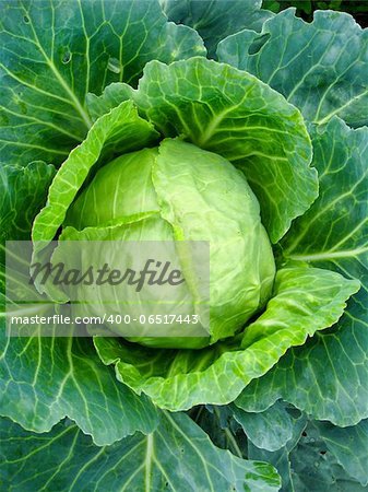 The image of big head of ripe cabbage