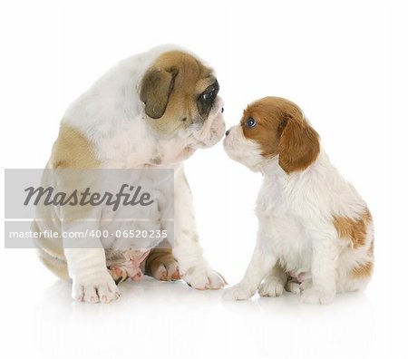 puppy friends - english bulldog and cavalier king charles spaniel puppies kissing isolated on white background