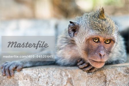 Artful monkey looking in the camera and is ready to grab, crab-eating macaque or the long-tailed macaque (Macaca fascicularis), Bali. Selective focus on eyes.