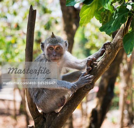 Artful monkey sitting on the tree and looking in the camera, crab-eating macaque or the long-tailed macaque (Macaca fascicularis), Bali