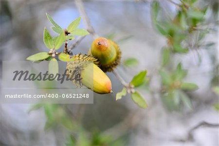 The Israeli Common Oak - Quercus calliprinos and acorns.