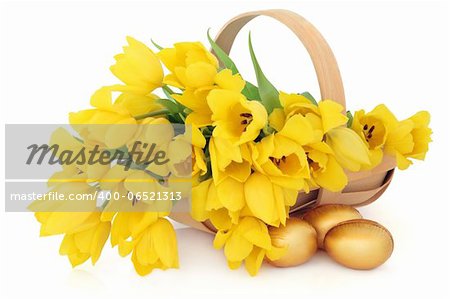 Yellow tulip flower arrangement in an easter basket with golden chocolate eggs over white background.