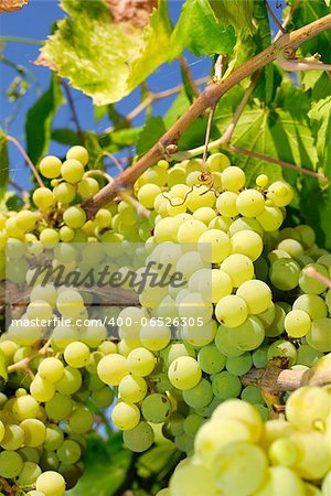 Bunches of grapes before harvest.