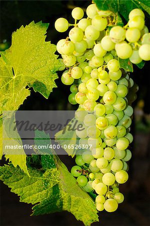 Bunches of grapes before harvest.