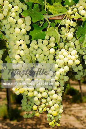 Bunches of grapes before harvest.