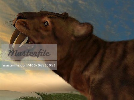 The Saber-Tooth Cat also called Smilodon had dagger like front canine teeth.