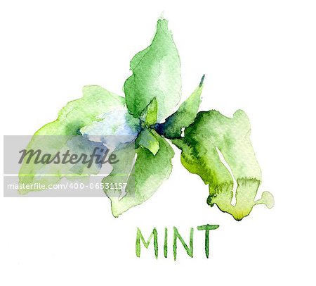 Mint leaves, watercolor illustration
