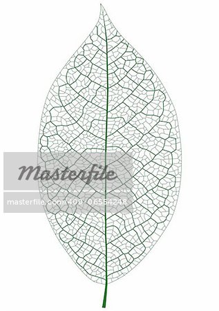 Layered vector illustration of Leaf Vein.