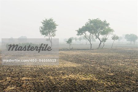 Foggy plowed cultivated fields with trees at a distance, central India